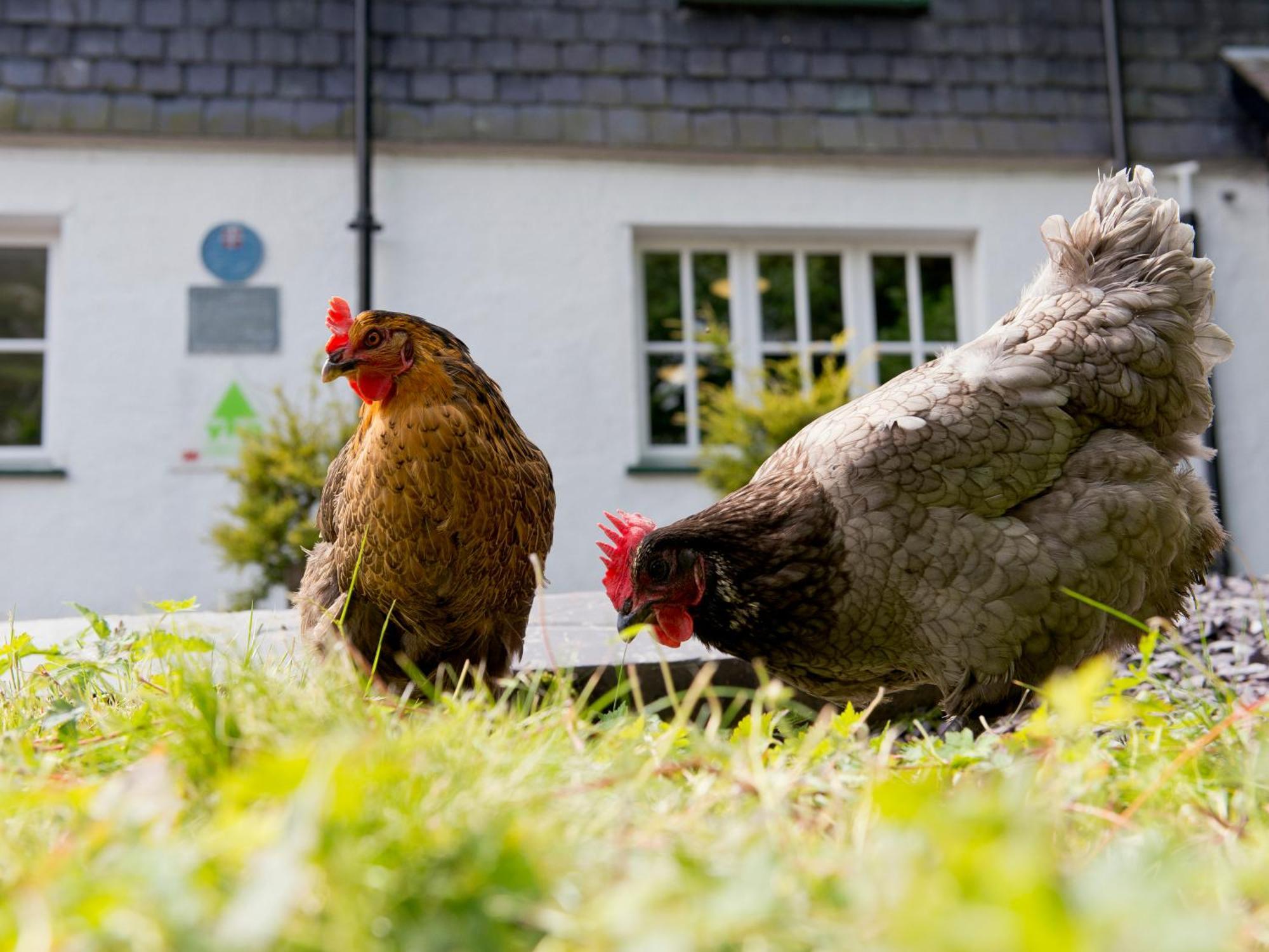 Yha Idwal Cottage Бетесда Екстер'єр фото